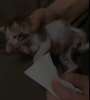 T2604006_This poor kitten was lying on the road, I brought it home. PART 2