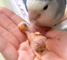 T2604003_the story of cute baby parrot and happy ending � PART 2