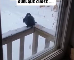 P26040011_Un corbeau a frappé à ma fenêtre…  ce qu’il m’a montré m’a glacé le  sang ��PARTIE 2