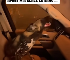 P2604009_Il a sauté dans ma voiture pour  survivre… ce qu’il m’a montré  après m’a glacé le sang … PARTIE 2