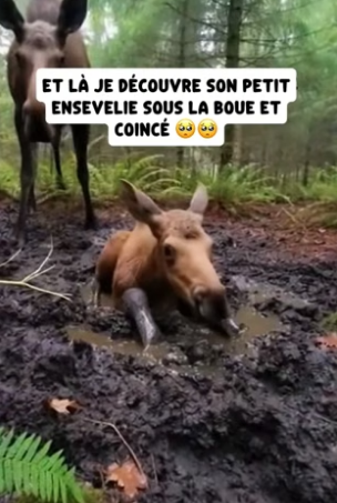 P2604008_Cet élan a bravé sa peur de  l’homme pour me montrer quelque  chose… et ce qui s’est passé  après PARTIE 2