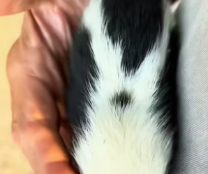 B0404001 The little skunk was attacked by a dog,I rescued him and then…❤️( Part 2)