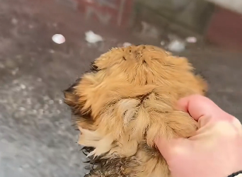 B0104003_I found an abandoned puppy on the street. He ran towards me, and then…❤️ (Part 2)