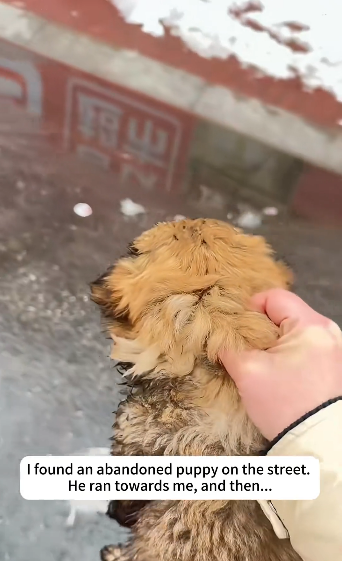 B0104003_I found an abandoned puppy on the street. He ran towards me, and then…❤️ (Part 2)