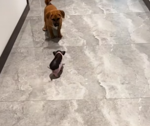 B0504006 I adopted a piglet and took good care of it, and then this happened…❤️( Part 2)