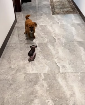 B0504006 I adopted a piglet and took good care of it, and then this happened…❤️( Part 2)
