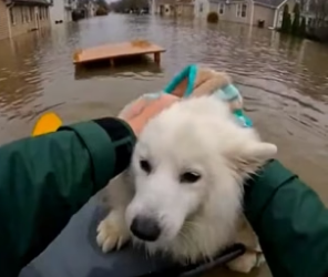 P0504002_Saving Animals From A Great Flood ( Part 2)