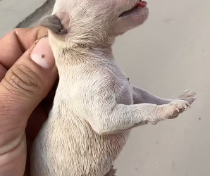 T0604004_this man rescued a poor newborn puppy from trash and then this happened ( Part 2)