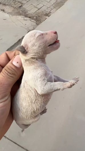 T0604004_this man rescued a poor newborn puppy from trash and then this happened ( Part 2)