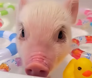 B0504011_The newborn piglet fell off a truck,I rescued him and decided to adopt him❤️(PART 2)