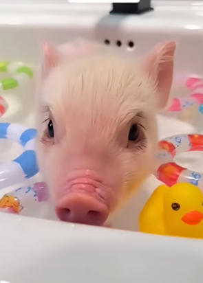B0504011_The newborn piglet fell off a truck,I rescued him and decided to adopt him❤️(PART 2)