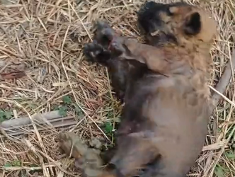 H0104002 I found a little dog that had fallen into the drain. I rescued it, and then…( Part 2)