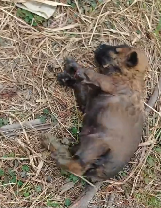 H0104002 I found a little dog that had fallen into the drain. I rescued it, and then…( Part 2)