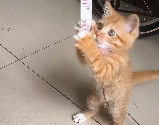 B0104008_I found a kitten tied up with a rope in the hallway. Seeing how pitiful he looked, I decided to adopt ( Part 2)
