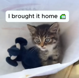 T2803001 Rescue a kitten (Part 2)
