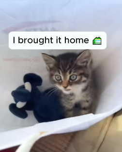 T2803001 Rescue a kitten (Part 2)