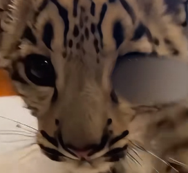 F2903003 Snow Leopard Baby Ran Inside My House (Part 2)