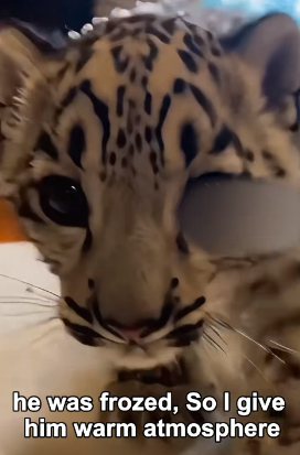 F2903003 Snow Leopard Baby Ran Inside My House (Part 2)