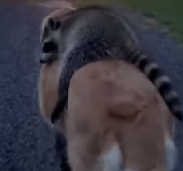 D0604010_found tiny raccoon in ditch #animal ( PART 2)