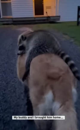 D0604010_found tiny raccoon in ditch #animal ( PART 2)