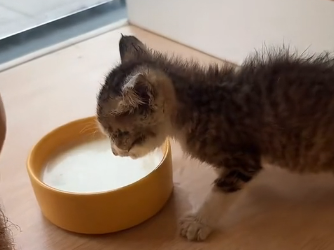 B0104005 I found a kitten by the roadside. Seeing how pitiful he looked, I decided to adopt him❤️( Part 2)