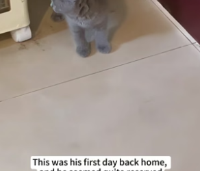 B0504007_The kitten was stuck under the car，I rescued him and decided to adopt him❤️( PART 2)