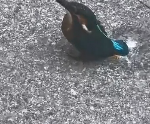 B0504009_The bird got stuck in a mango, I rescued him,and these things happened❤️( PART 2)