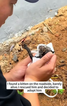 B0804005_found kitten on roadside, barely alive.I rescued him decided…( PART 2 )