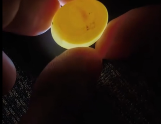 B0104006 The parrot mother laid an egg in my hand, and I decided to incubate it❤️ ( Part 2)