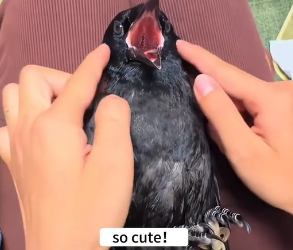 B0904002_found hungry baby crow by roadside, fed him, decided to t…( PART 2)