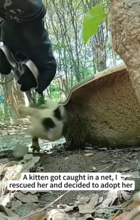 B0904003_kitten got caught in net, rescued her decided to adopt her…( Part 2)