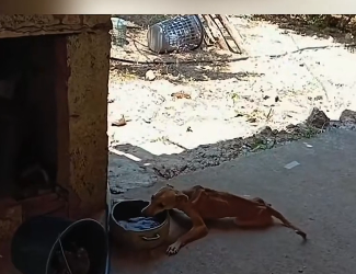H0104003 I found an extremely thin dog. It’s so pitiful. I decided to take it away, and then…( Part 2)