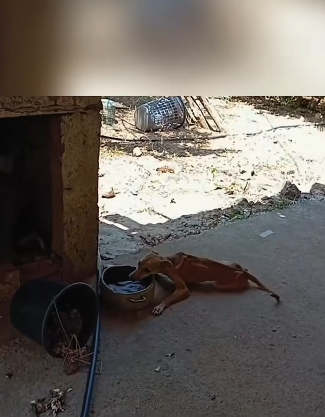 H0104003 I found an extremely thin dog. It’s so pitiful. I decided to take it away, and then…( Part 2)