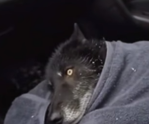 T2903001_The man saved a wolf and then ( Part 2)
