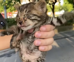 B1104002_found tiny kitten shivering in corner, rescued him then…( PART 2)