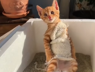 B0104008 I found a kitten tied up with a rope in the hallway. Seeing how pitiful he looked, I decided to adopt ( Part 2)