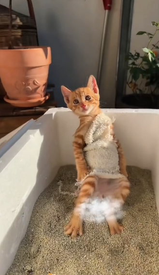 B0104008 I found a kitten tied up with a rope in the hallway. Seeing how pitiful he looked, I decided to adopt ( Part 2)