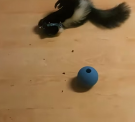 B1104005_found my puppy attacking baby skunk in yard, so quickly res…( PART 2)