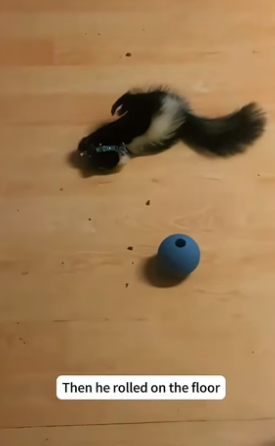 B1104005_found my puppy attacking baby skunk in yard, so quickly res…( PART 2)