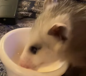 B1104001_found baby opossum had lost his mother, decided to ado…( PART 2)