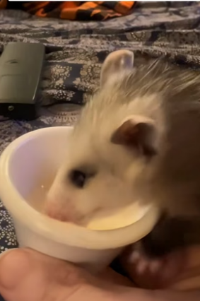 B1104001_found baby opossum had lost his mother, decided to ado…( PART 2)