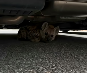 T1204002_He Found Terrified Baby Hyena Hiding Under His Car ( PART 2)