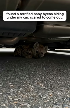 T1204002_He Found Terrified Baby Hyena Hiding Under His Car ( PART 2)