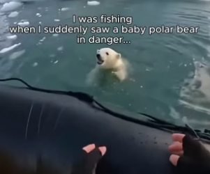 P1104003_suddenly saw tiny polar bear cub struggling. It was crying out, c…(PART 2)