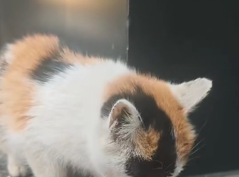 B0104009 A girl rescued a kitten trapped in the middle of an electric gate,and then…❤️ ( Part 2)
