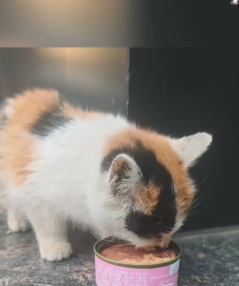 B0104009 A girl rescued a kitten trapped in the middle of an electric gate,and then…❤️ ( Part 2)