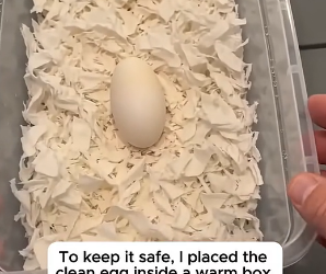 T1204005_He Found An Abandoned Alligator Egg In Mud ( PART 2)