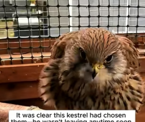 B1304001_couple rescued hungry baby kestrel raised him love ( PART 2)