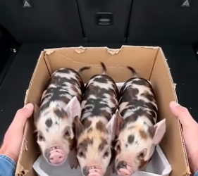 T1404001_He Saved Three Abandoned Piglets Hungry Fox ( PART 2)