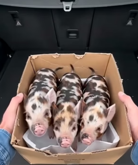 T1404001_He Saved Three Abandoned Piglets Hungry Fox ( PART 2)